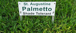 St Augustine Palmetto Grass Sod