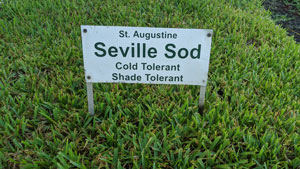 St Augustine Palmetto Grass Sod